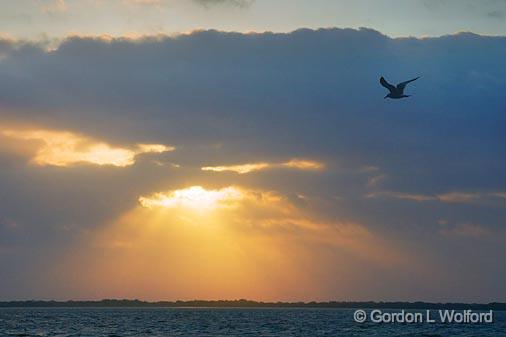 Gull In Sunrise_32897.jpg - Photographed along the Gulf coast near Port Lavaca, Texas, USA.